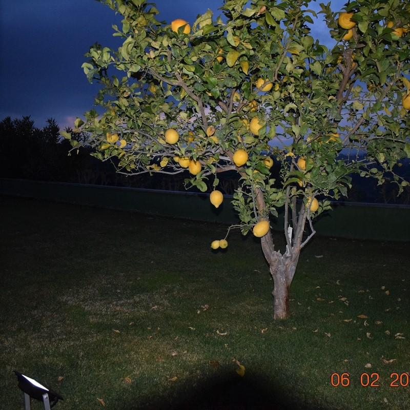 Sollux Solar Uplight - Lit Lemon Tree